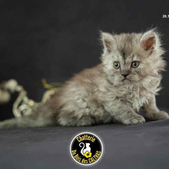chaton Selkirk Rex Longhair black smoke Arlow Chatterie du Bois des Calthas black smoke 