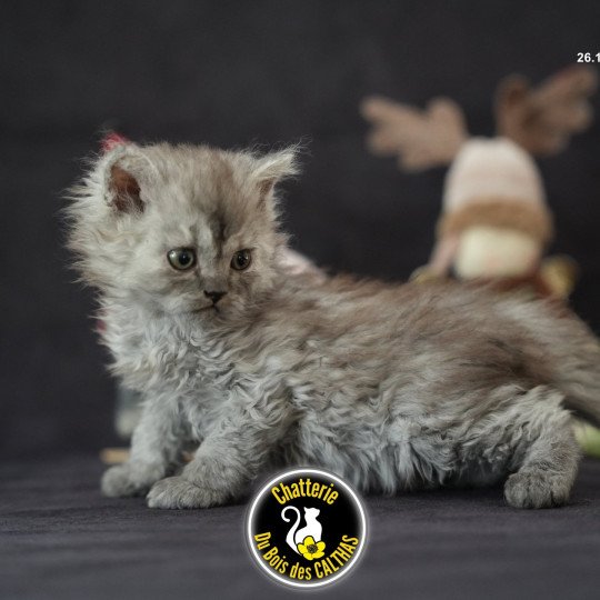 chaton Selkirk Rex Longhair black smoke Arlow Chatterie du Bois des Calthas black smoke 