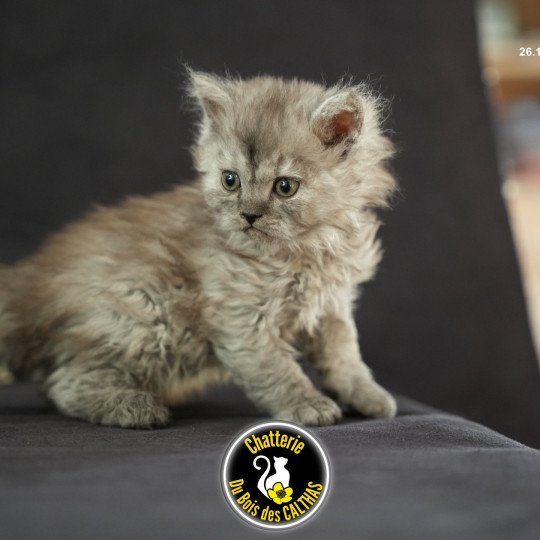 chaton Selkirk Rex Longhair black smoke Arlow Chatterie du Bois des Calthas black smoke 