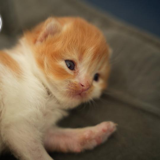 chaton British Longhair bicolor Chatterie du Bois des Calthas  bicolor