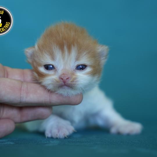 chaton British Longhair bicolor BALTHAZAR Chatterie du Bois des Calthas  bicolor