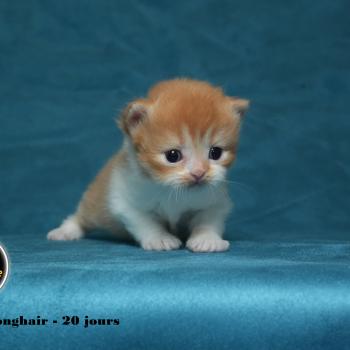 BALTHAZAR du bois des calthas Mâle British Longhair