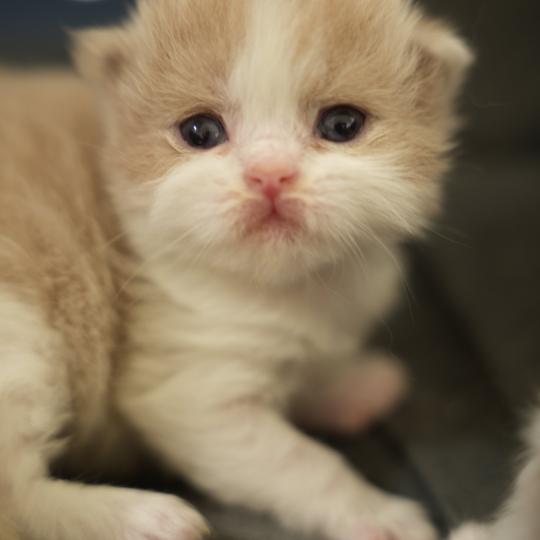 chaton British Longhair lilac bicolor Chatterie du Bois des Calthas lilac bicolor