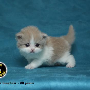 BONNIE du bois des calthas Femelle British Longhair