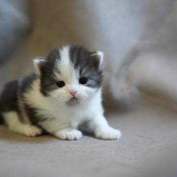 3e chaton (Portée URPIE ❤ JEFF 2026) - Femelle black smoke bicolor Femelle British Longhair