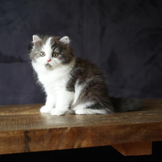 BELLAMBRA du bois des calthas Femelle British Longhair
