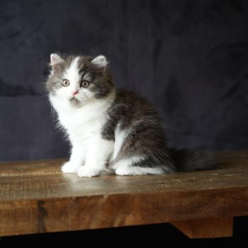BELLAMBRA du bois des calthas Femelle British Longhair