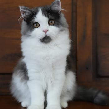 Black-Swan du bois des calthas Femelle British Longhair