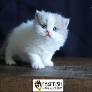 Abby-Gaëlle du bois des calthas Femelle British Longhair