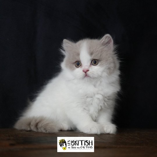 chaton British Longhair lilac & blanc van Abby-Gaëlle Chatterie du Bois des Calthas lilac & blanc van