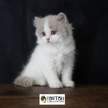 Abby-Gaëlle du bois des calthas Femelle British Longhair