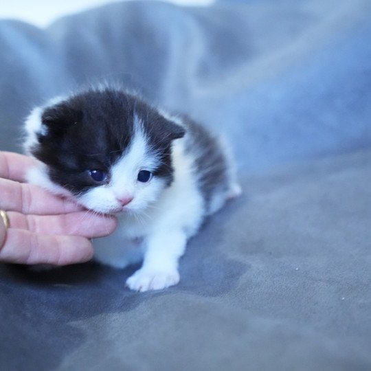 chaton British Longhair black & blanc Alix Chatterie du Bois des Calthas black & blanc
