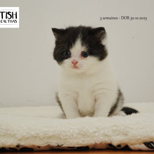 chaton British Longhair black & blanc Alix Chatterie du Bois des Calthas black & blanc