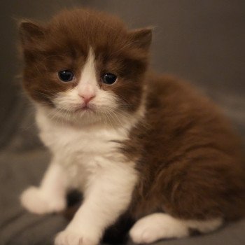 Avénie du bois des calthas Femelle British Longhair