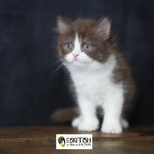 chaton British Longhair chocolate bicolor Avénie Chatterie du Bois des Calthas chocolate bicolor