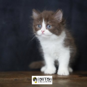 Avénie du bois des calthas Femelle British Longhair