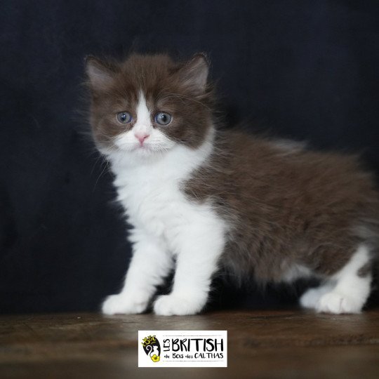 chaton British Longhair chocolate bicolor Avénie Chatterie du Bois des Calthas chocolate bicolor