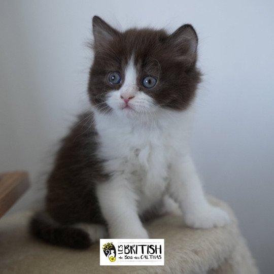 chaton British Longhair chocolate bicolor Avénie Chatterie du Bois des Calthas chocolate bicolor