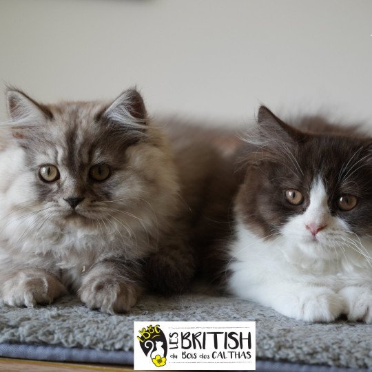 chaton British Longhair chocolate bicolor Avénie Chatterie du Bois des Calthas chocolate bicolor