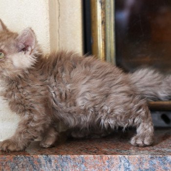 Avénie du bois des calthas Femelle British Longhair