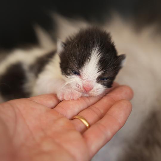 chaton British Longhair black bicolor BATMAN Chatterie du Bois des Calthas black bicolor