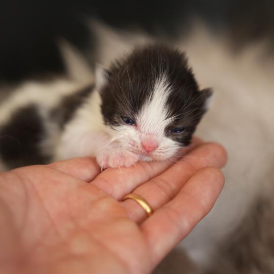 chaton British Longhair black bicolor BATMAN Chatterie du Bois des Calthas black bicolor