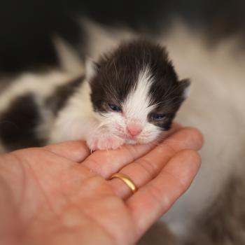 BATMAN du bois des calthas Mâle British Longhair