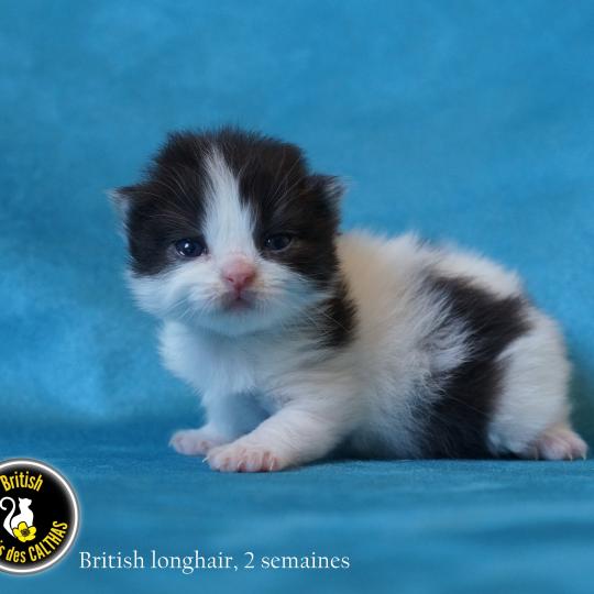 chaton British Longhair black bicolor BATMAN Chatterie du Bois des Calthas black bicolor