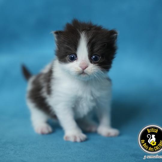 chaton British Longhair black bicolor BATMAN Chatterie du Bois des Calthas black bicolor