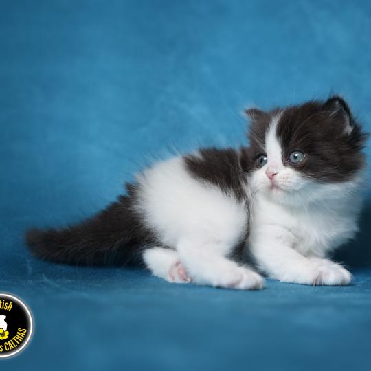 chaton British Longhair black bicolor BATMAN Chatterie du Bois des Calthas black bicolor