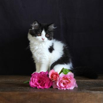 BRADLEY du bois des calthas Mâle British Longhair