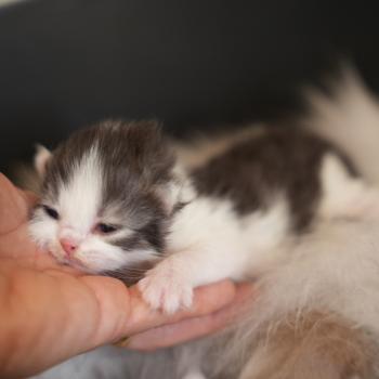 BERLIOZ du bois des calthas Mâle British Longhair