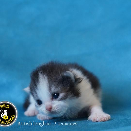 chaton British Longhair black smoke bicolor BERLIOZ Chatterie du Bois des Calthas black smoke bicolor