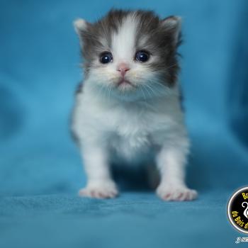 BERLIOZ du bois des calthas Mâle British Longhair