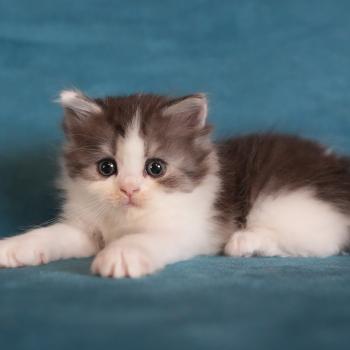 BROWNIE du bois des calthas Mâle British Longhair