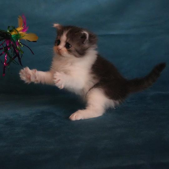 chaton British Longhair black smoke bicolor BROWNIE Chatterie du Bois des Calthas black smoke bicolor