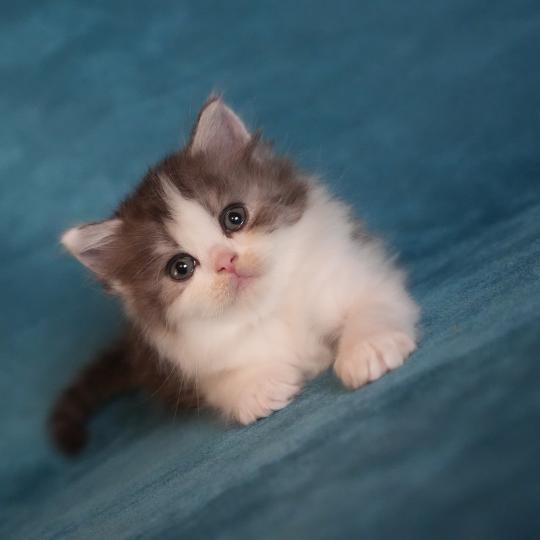 chaton British Longhair black smoke bicolor BROWNIE Chatterie du Bois des Calthas black smoke bicolor