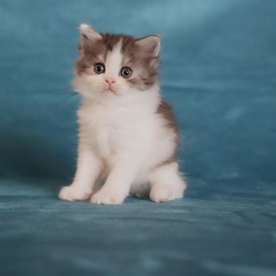 chaton British Longhair black smoke bicolor BROWNIE Chatterie du Bois des Calthas black smoke bicolor