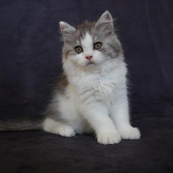 BROWNIE du bois des calthas Mâle British Longhair