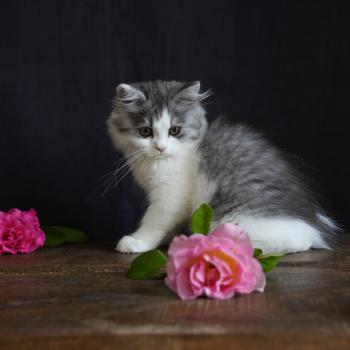 BROWNIE du bois des calthas Mâle British Longhair