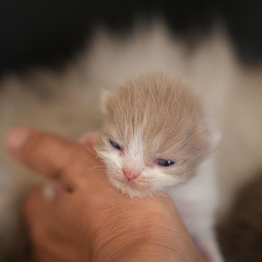 BERYL du bois des calthas Femelle British Longhair