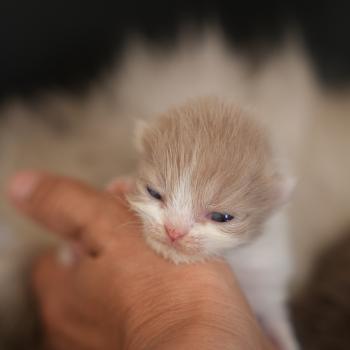 BERYL du bois des calthas Femelle British Longhair