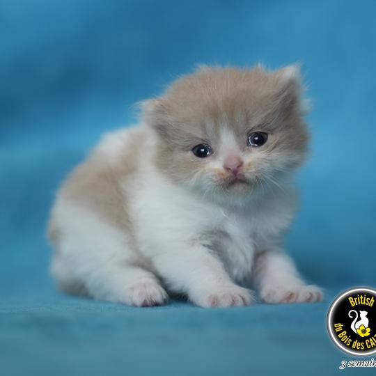 chaton British Longhair lilac bicolor BERYL Chatterie du Bois des Calthas lilac bicolor