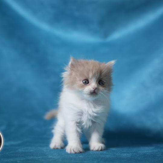 chaton British Longhair lilac bicolor BERYL Chatterie du Bois des Calthas lilac bicolor