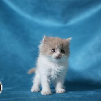 BERYL du bois des calthas Femelle British Longhair