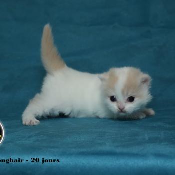 BLOOM du bois des calthas Mâle British Longhair