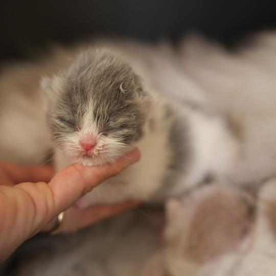 BLUEBELL du bois des calthas Femelle British Longhair