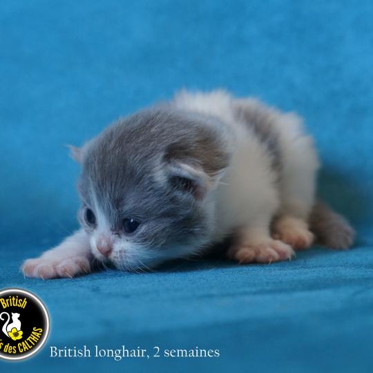 chaton British Longhair blue smoke bicolor BLUEBELL Chatterie du Bois des Calthas blue smoke bicolor