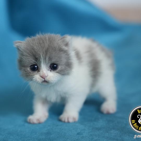 chaton British Longhair blue smoke bicolor BLUEBELL Chatterie du Bois des Calthas blue smoke bicolor