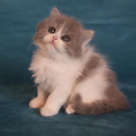 chaton British Longhair blue smoke bicolor BLUEBELL Chatterie du Bois des Calthas blue smoke bicolor